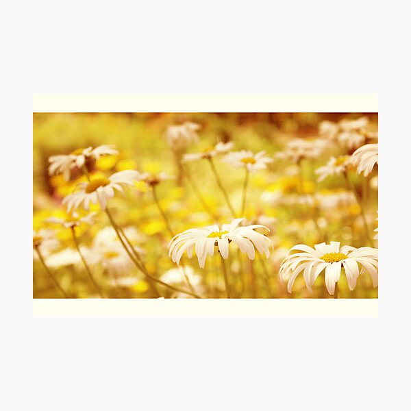 Item preview, sunshine designed and sold by Aimelle.
