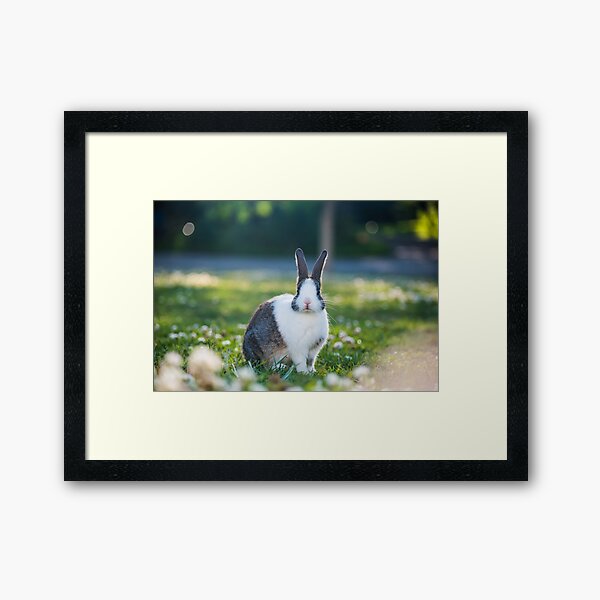Rabbit  Framed Art Print
