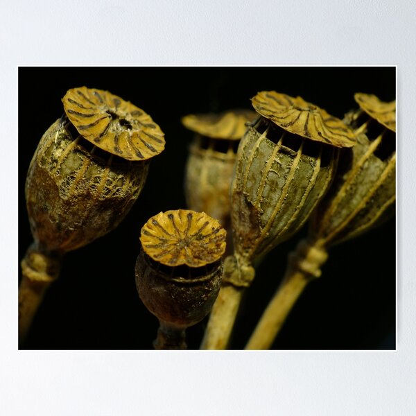 Item preview, Poppy Seed Heads designed and sold by Gabrielle  Lees.