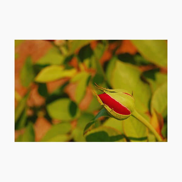 Item preview, Rose Bud designed and sold by Janet Ellen Lusk.