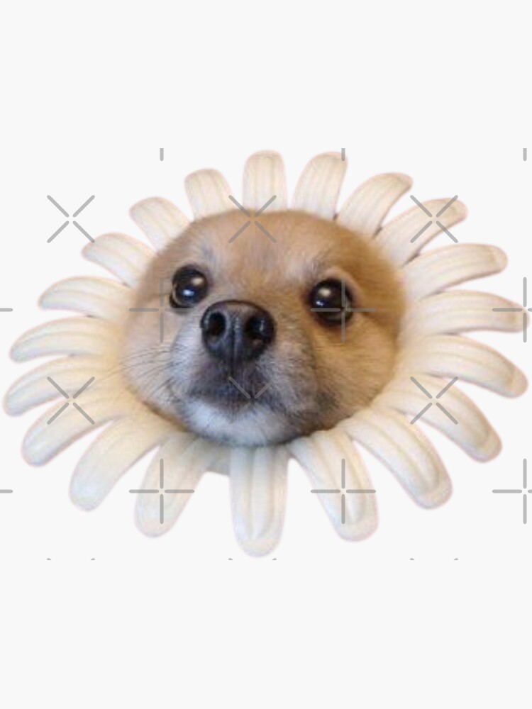 "Dog Flower Meme Sticker Pack" Sticker for Sale by troengg Redbubble