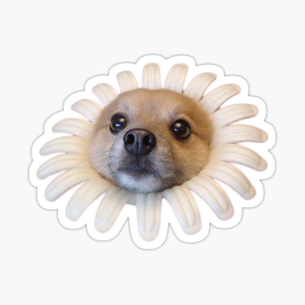 "Dog Flower Meme Sticker Pack" Sticker for Sale by troengg Redbubble
