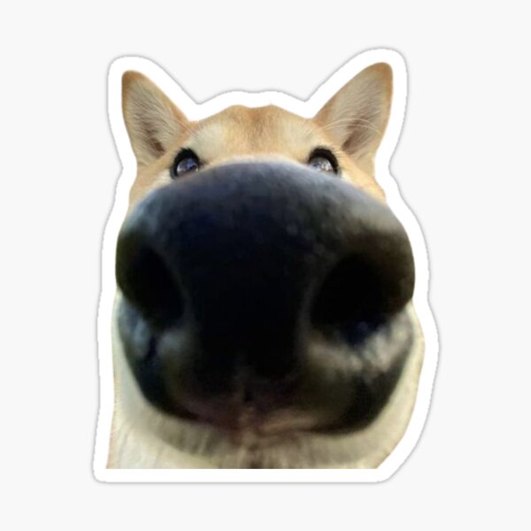 "Dog Meme Sticker Pack" Sticker for Sale by troengg Redbubble