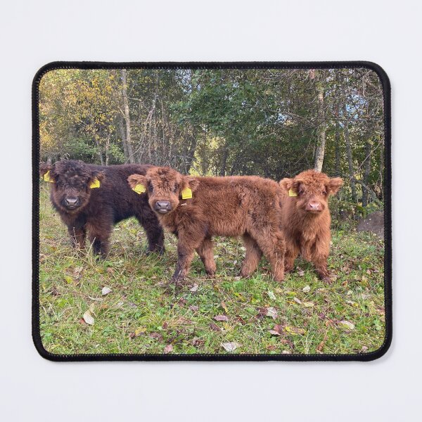 Item preview, Scottish Highland Cattle Calves 4095 designed and sold by SaarelaHighland.