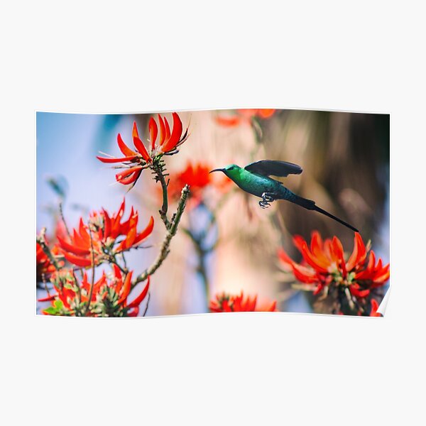 Malachite Sunbird In Flight Poster
