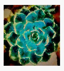 Cacti Dreams Photographic Print