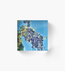Backlit Wisteria (HDRI) Acrylic Block