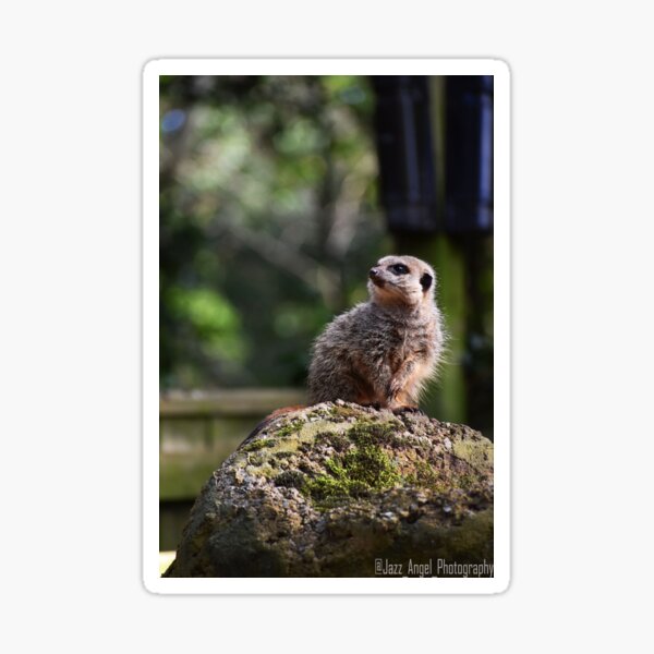 Item preview, Baby Meerkat designed and sold by AngelPhotos.