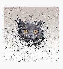 Lámina fotográfica British Shorthair