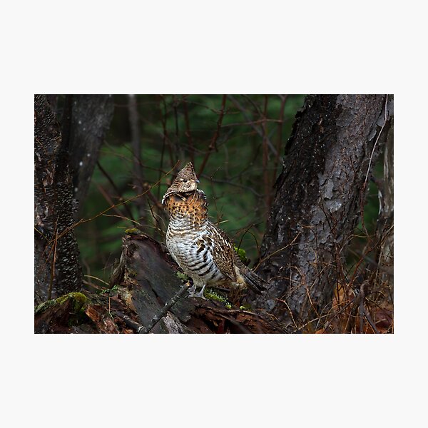 Ruffed Grouse - Algonquin Park, Canada Photographic Print