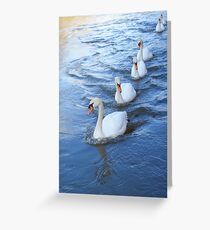 Swan lane Greeting Card