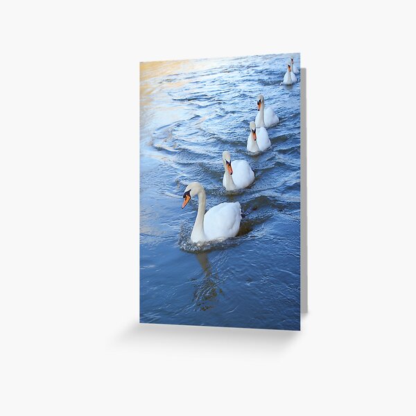 Swan lane Greeting Card