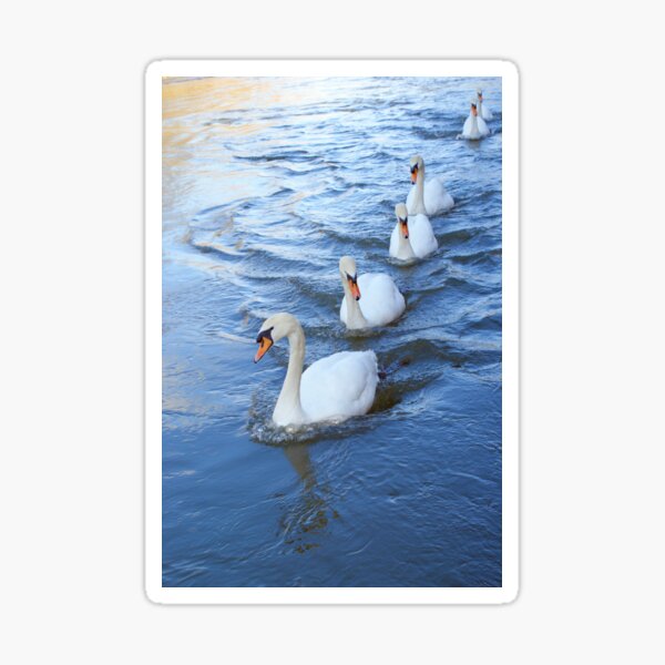 Swan lane Sticker