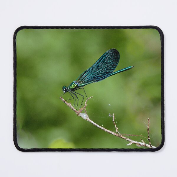 Item preview, r481 / finition 2022:  Libellules - Dragonflys  (c)(h)  Okaio Créations  Olavia-Olao designed and sold by o.okaïo.