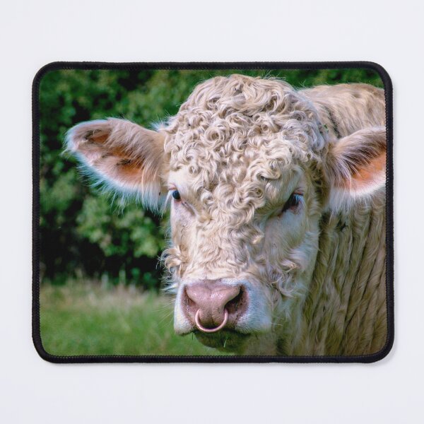 Item preview, Charolais Bull designed and sold by ScenicViewPics.
