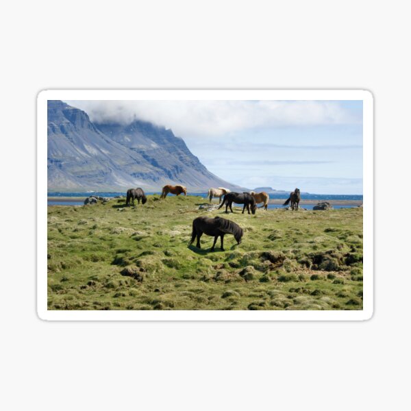 Icelandic horses Sticker