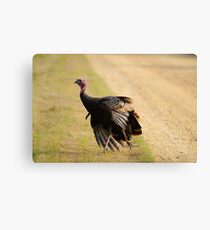 turkey time Canvas Print