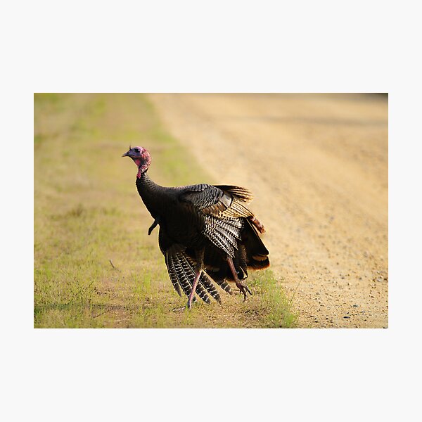 Item preview, turkey time designed and sold by George  Close.