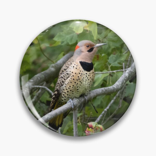 Item preview, Northern Flicker designed and sold by SuzyGoesBirding.