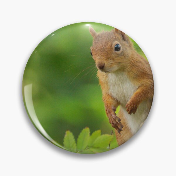 Item preview, Red Squirrel designed and sold by Macrae images.