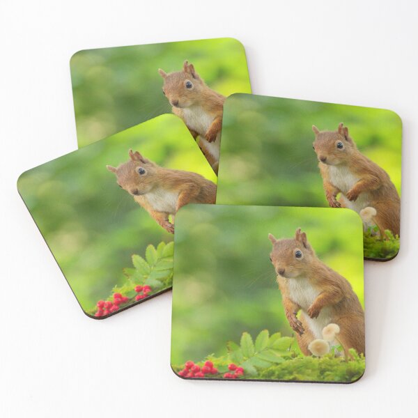 Item preview, Red Squirrel designed and sold by Macrae images.