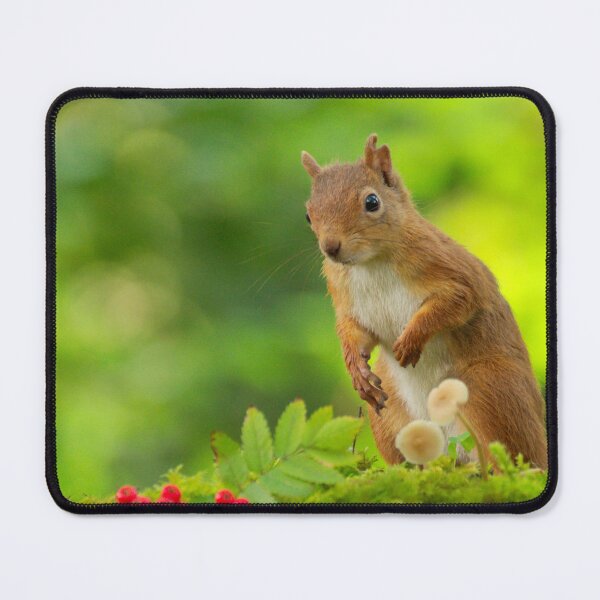 Item preview, Red Squirrel designed and sold by Macrae images.