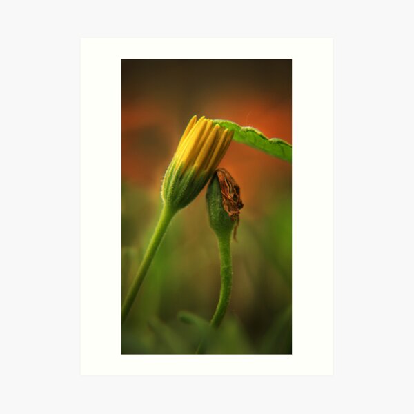 I Will Shelter You Art Print