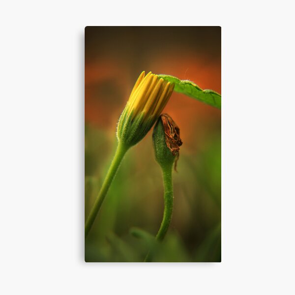 I Will Shelter You Canvas Print