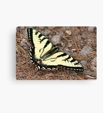 Tiger Swallowtail Canvas Print