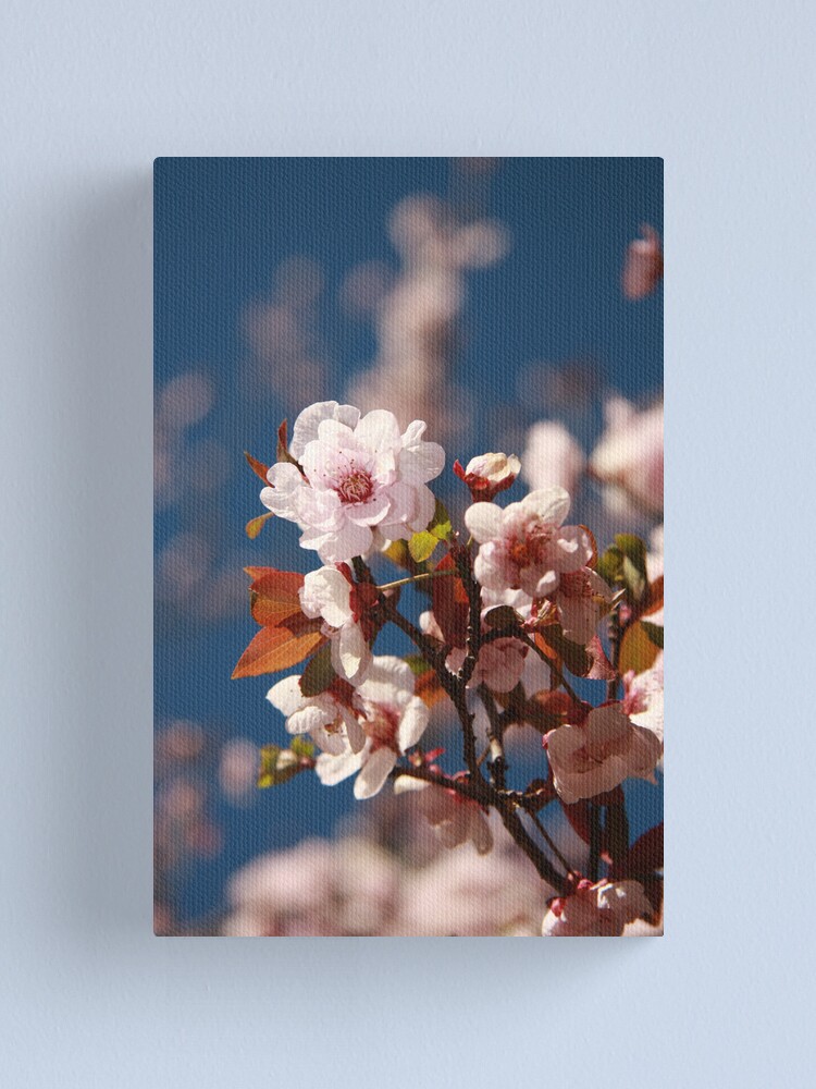 Alternate view of Almond blossoms Canvas Print
