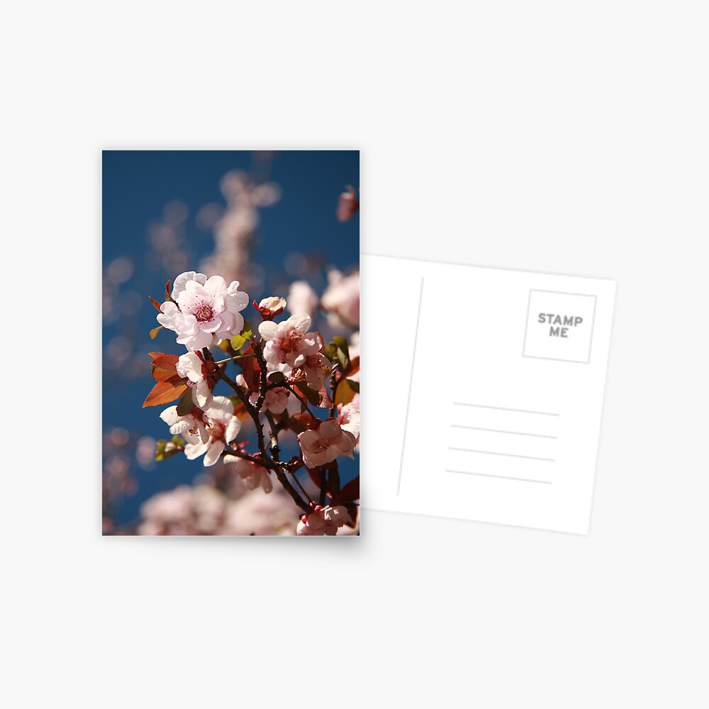 Almond blossoms Postcard