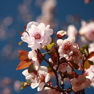 Artwork thumbnail, Almond blossoms by mistered