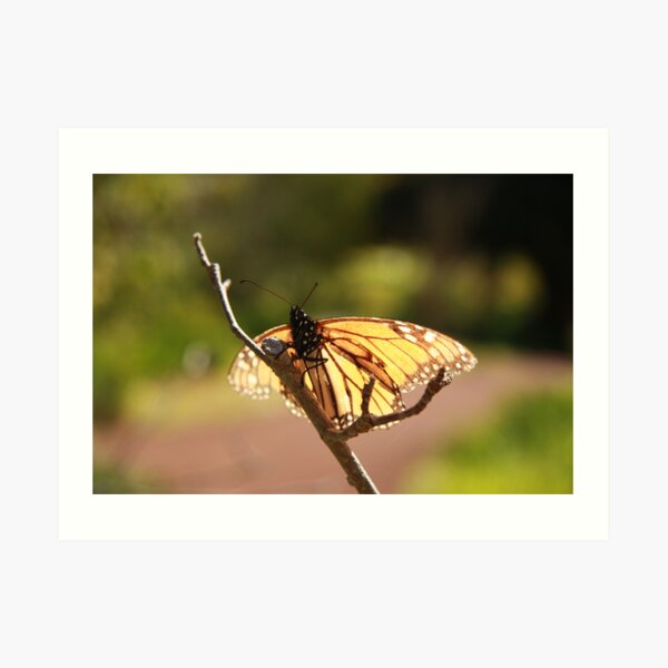Butterfly at Araluen Art Print