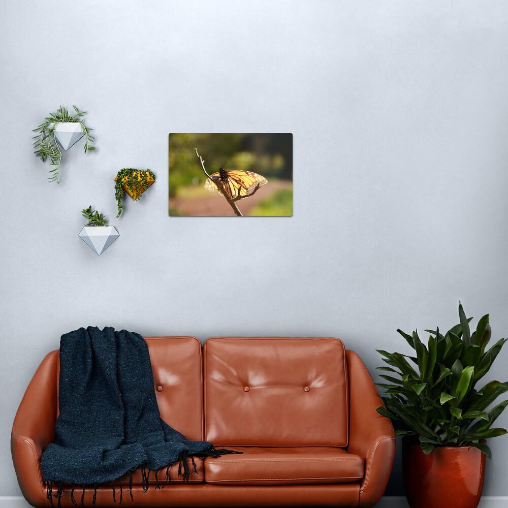 Butterfly at Araluen Metal Print