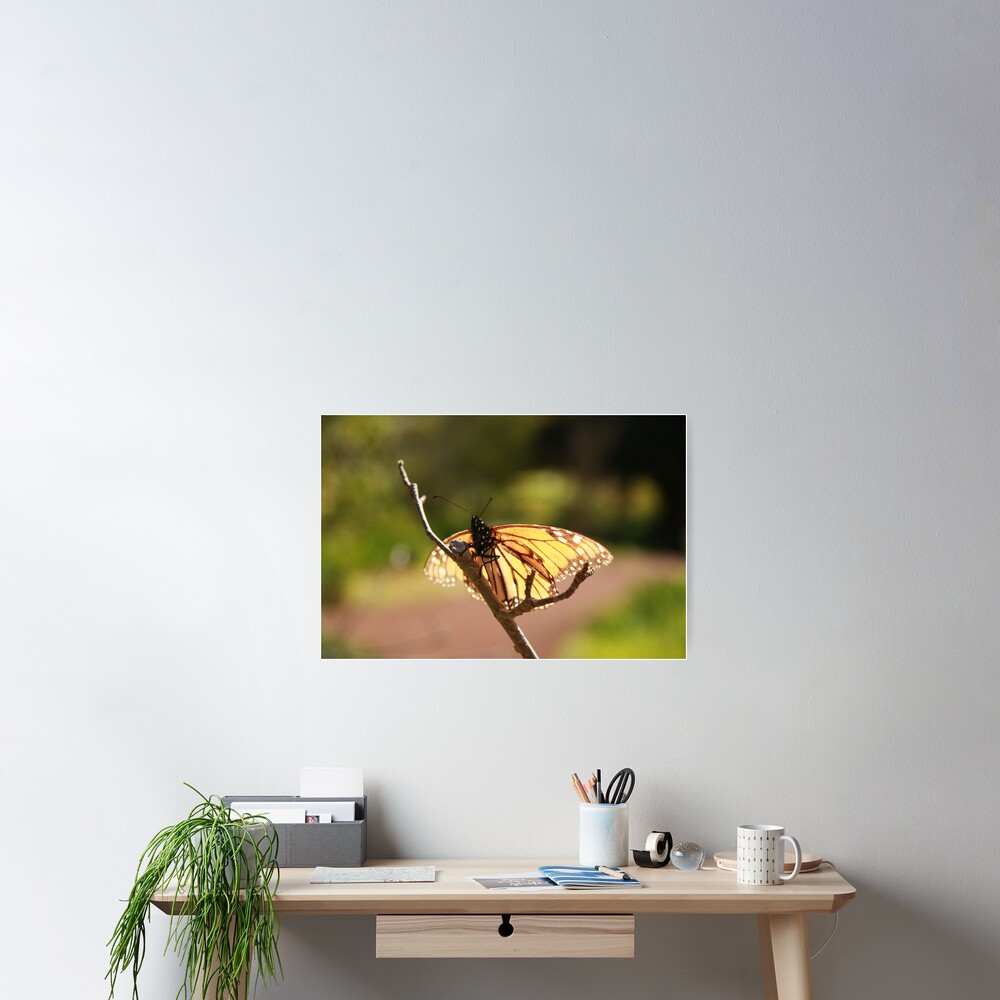 Butterfly at Araluen Poster