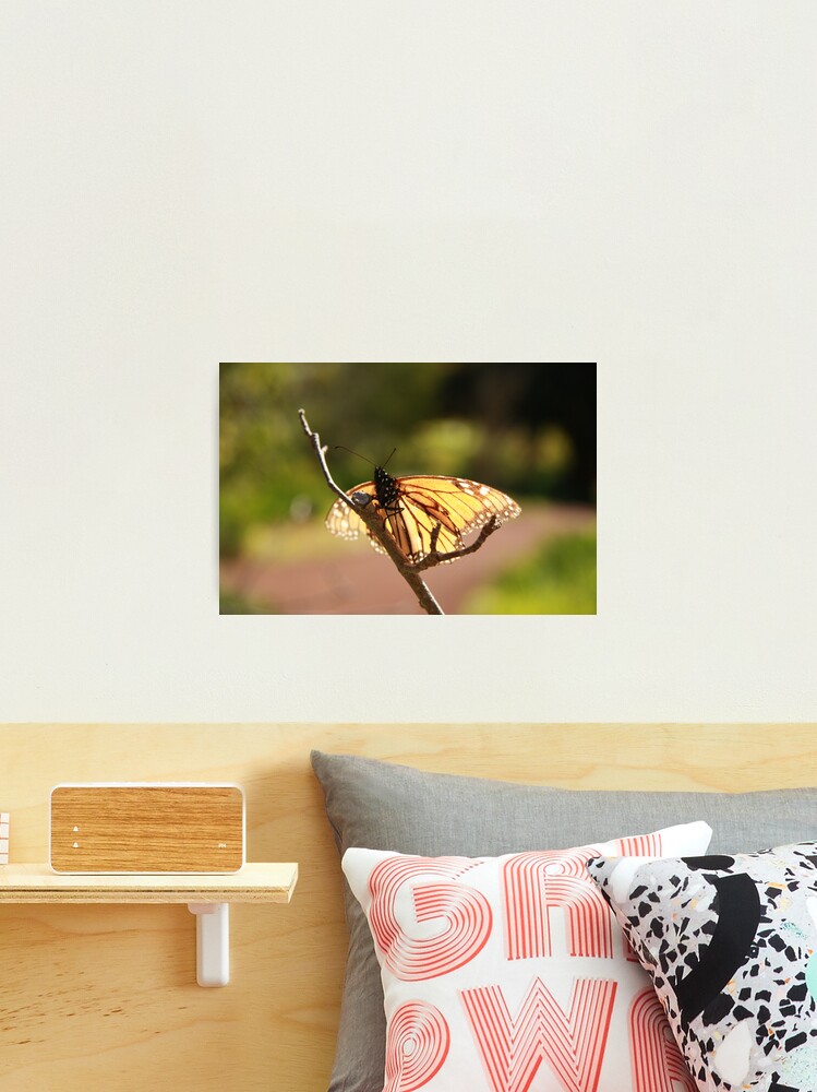 Thumbnail 2 of 3, Photographic Print, Butterfly at Araluen designed and sold by mistered.
