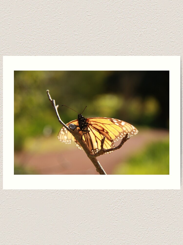 Alternate view of Butterfly at Araluen Art Print