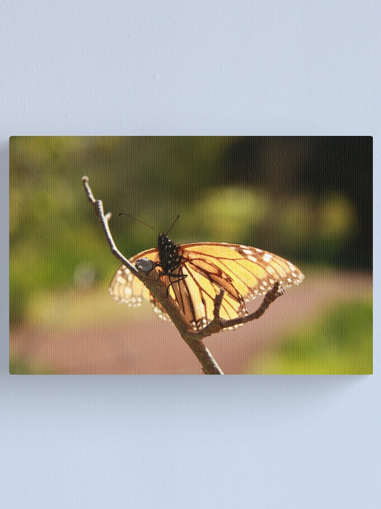 Alternate view of Butterfly at Araluen Canvas Print