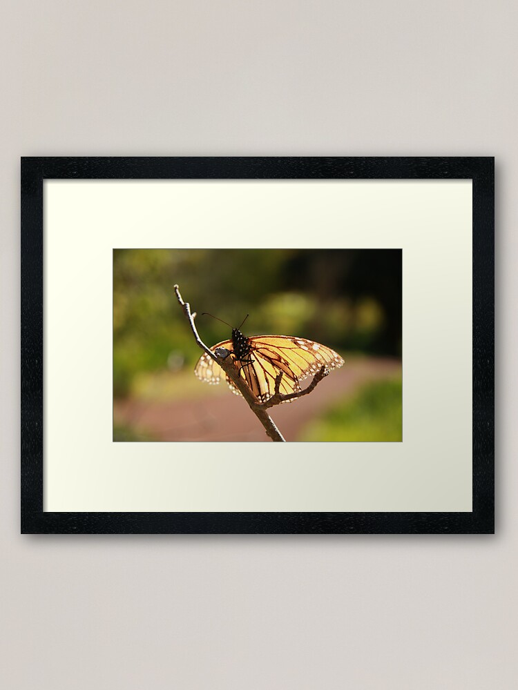 Alternate view of Butterfly at Araluen Framed Art Print