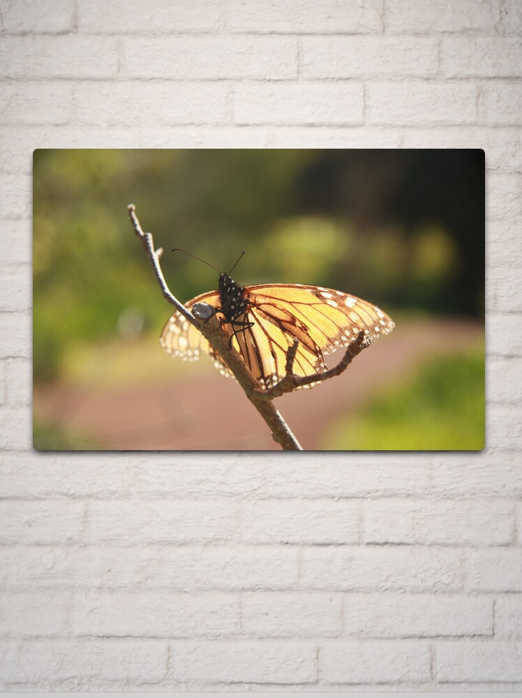 Alternate view of Butterfly at Araluen Metal Print