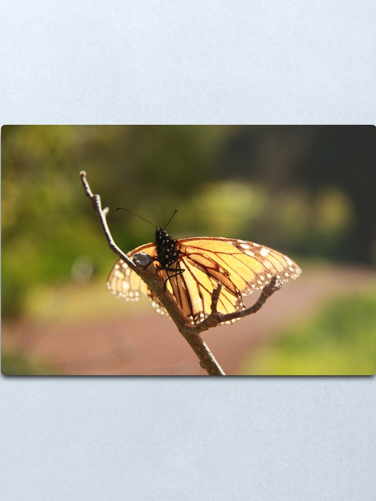 Alternate view of Butterfly at Araluen Metal Print