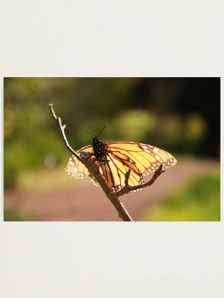 Alternate view of Butterfly at Araluen Photographic Print