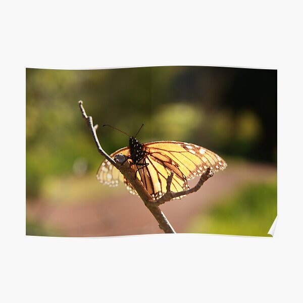 Butterfly at Araluen Poster