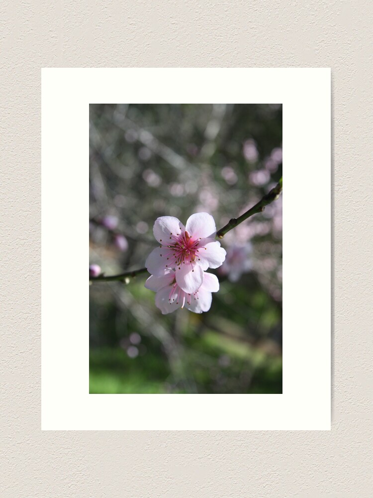 Alternate view of Almond blossom Art Print