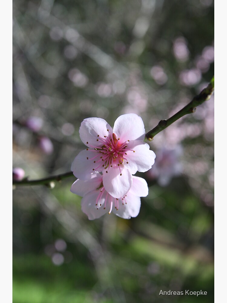Almond blossom by mistered