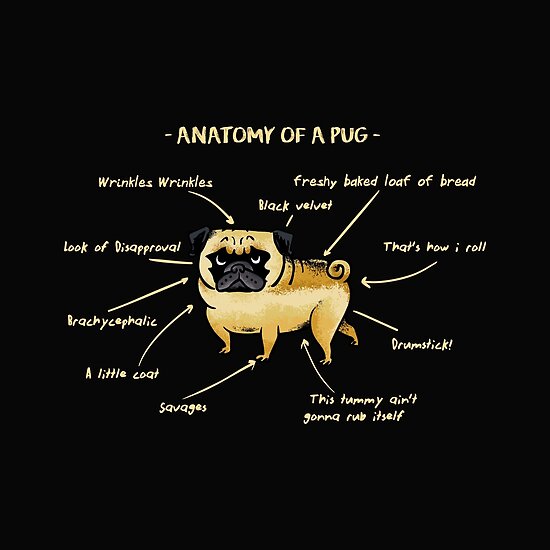 Anatomy of A Pug Posters by Huebucket Redbubble