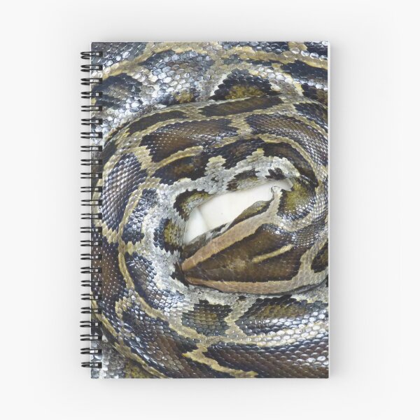 Item preview, Burmese Python guarding her eggs designed and sold by Bluelizzy.