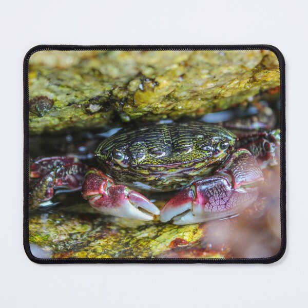 Item preview, Crab in a Nook designed and sold by WetDogGallery.