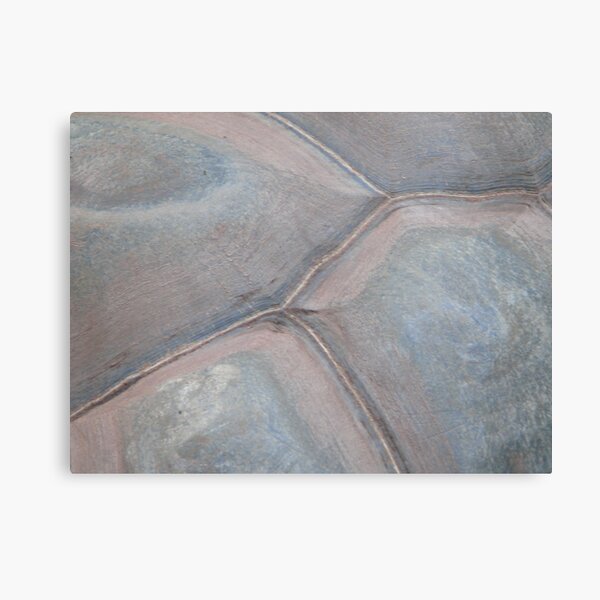 Tortoise shell Canvas Print