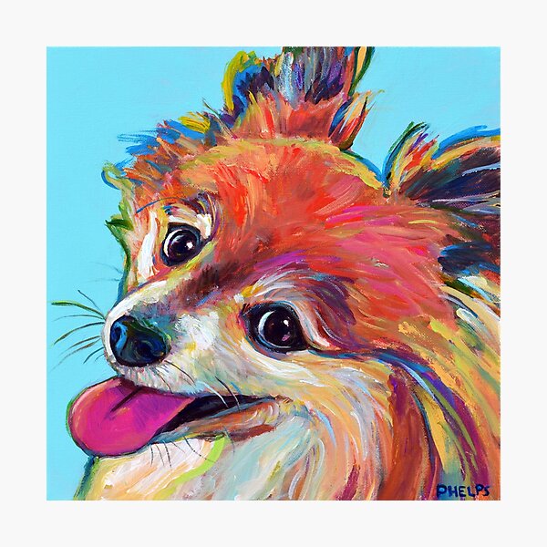Adorable Pomeranian Photographic Print